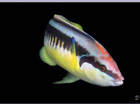 Wrasse at  South Maroubra