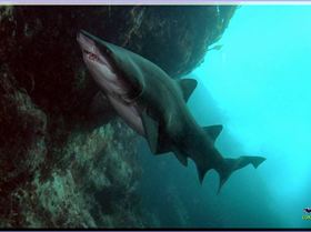 Grey Nurse at Broughton Island