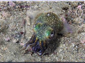 Dumpling Squid at Bare Island