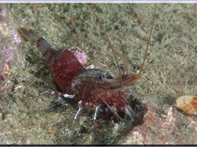 Shrimp at Bare Island