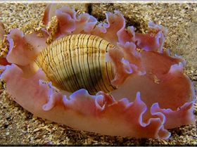 Rose Petal Bubble at Long Bay