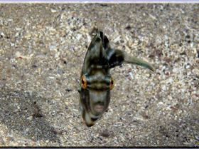 Pygmy Leatherjacket at Bass & Flinders