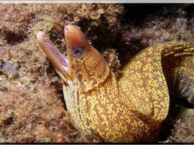 Mosaic Moray at Shiprock