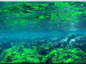 Grass at South Maroubra