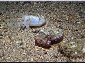 2 Mournful Cuttles at Bare Island