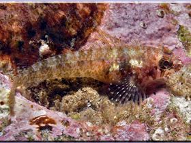 Common Threefin at Bare Island