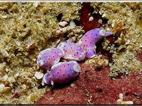 Baby Nudis at Oak Park