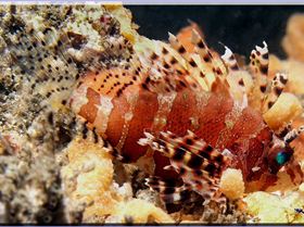 Dwarf Lionfish at Shiprock