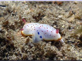 Nudibranch at Shiprock