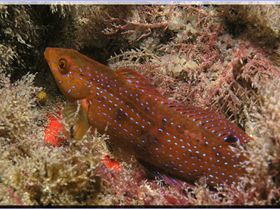 Blue-spotted Wrasse at Kurnell