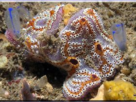 Ascidians at Shiprock
