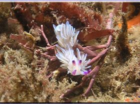 04104 Nudi at Kurnell