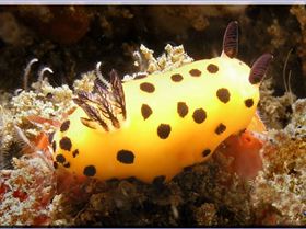 09104 Nudi at Kurnell