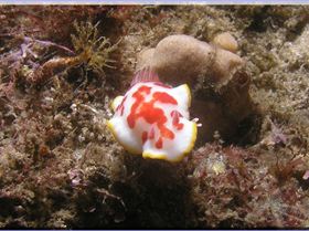 16104 Nudi2 at Kurnell