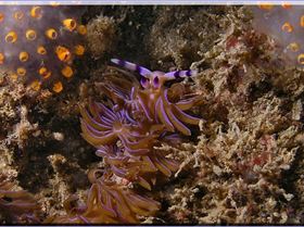 16104 Nudi3 at Kurnell