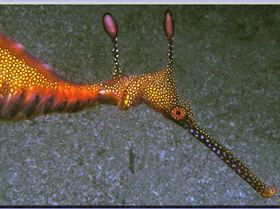 Weedy Seadragon at Kurnell