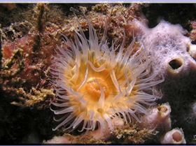 17104 Anenome at Kurnell