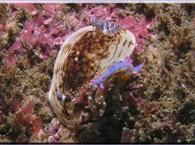 Nudi fight at Kurnell