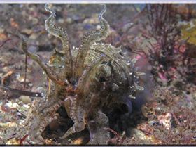 Cuttle catching Shrimp at Camp Cove