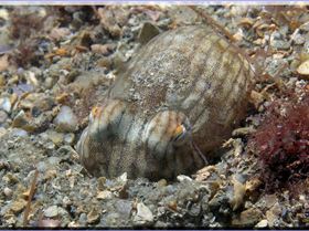 Lined Dumpling Squid at Camp Cove