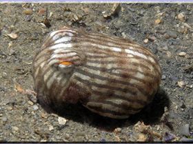 Lined Dumpling Squid2 at Camp Cove