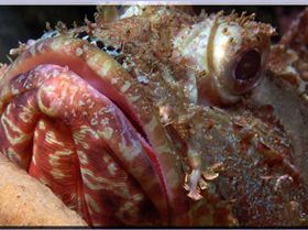 61104 Scorpionfish at Bare Island