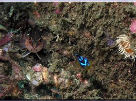 Two for One at Kurnell