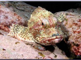 Scorpionfish at Bondi
