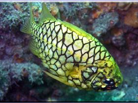 Pineapplefish at Shiprock