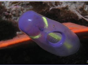 Ascidian close-up at Kurnell