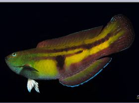 Senator Wrasse at Kurnell