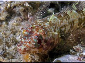 Two Spot Goby at Oak Park