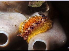 Westside Nudi at Bare Island