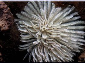 Blossoming Tubeworm at Bare Island