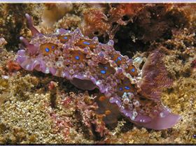 250904 Nudi at Kurnell