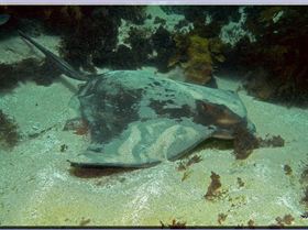 Eagle Ray at Long Bay