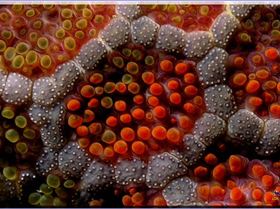 Same Seastar at Long Bay