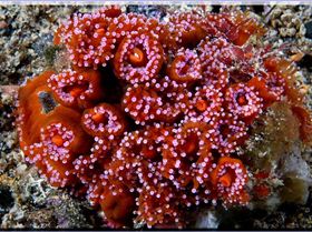Bunch of Anenomes at Bass Point