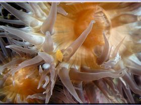 Anenomes and Critters at Bare Island