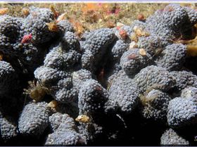 Animal Farm at Bare Island