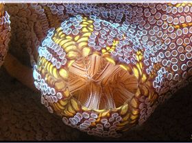 Ascidian Close-up at Kurnell