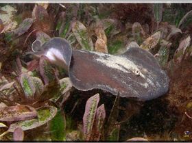 Baby Numbfish at Yarra Bay