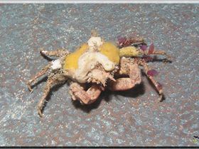 Decorator Crab at Bare Island