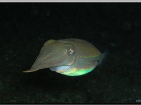 Night ime Cuttle at Bare Island