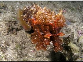 Angry Cuttle at Bare Island