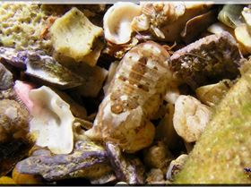 Tiny Bug at Bare Island