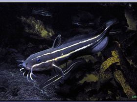 Catfish at Bare Island