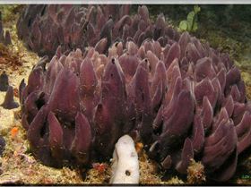 10,000 Soldiers at Oak Park