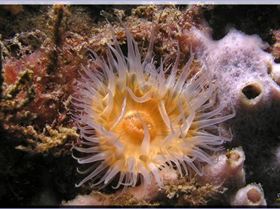 Anenome at Kurnell