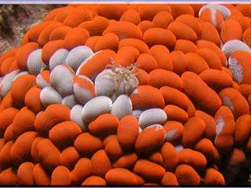 Closer Scorpionfish at Bare Island